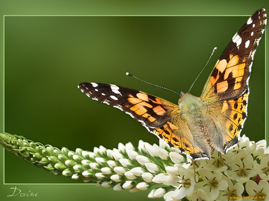 Царство животных бабочки вид. Лепидоптерология. Изучение бабочек. День изучения бабочки